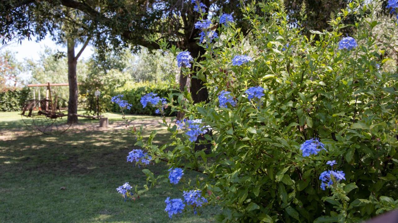 Agriturismo Salcino Grosseto Extérieur photo